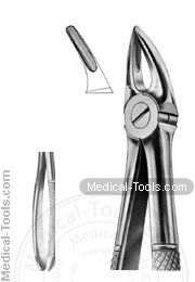 English Extracting Forceps No. 30