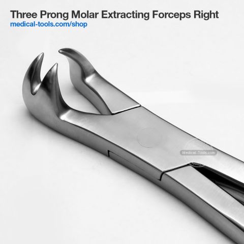 Equine 3 Prong Forceps Left