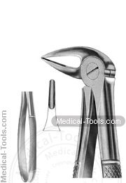 English Extracting Forceps No.33 C