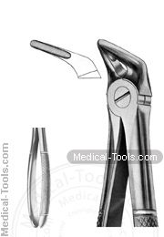 English Extracting Forceps No. 31
